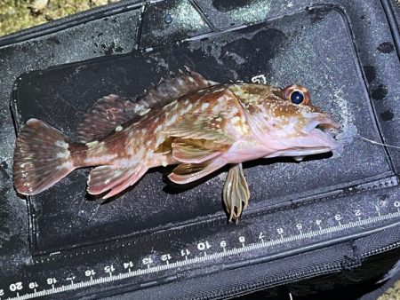 姫路メバリングで初釣り｜メバル激渋！ガシラ…