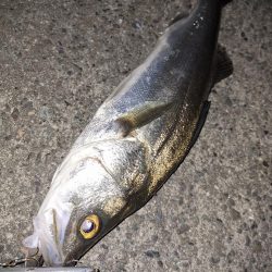 シーバス釣り