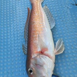 色んな魚種（サウス）