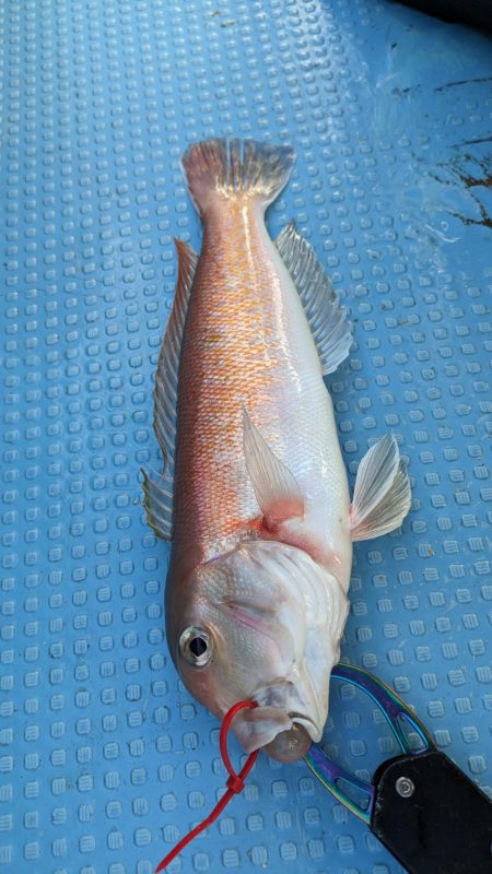 色んな魚種（サウス）