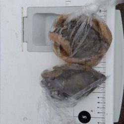 苅屋海岸の投げ釣り