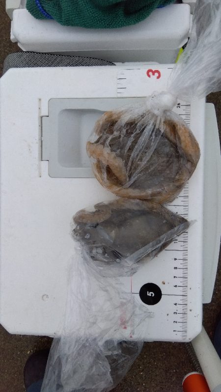 苅屋海岸の投げ釣り