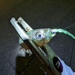 陸っぱり釣行記