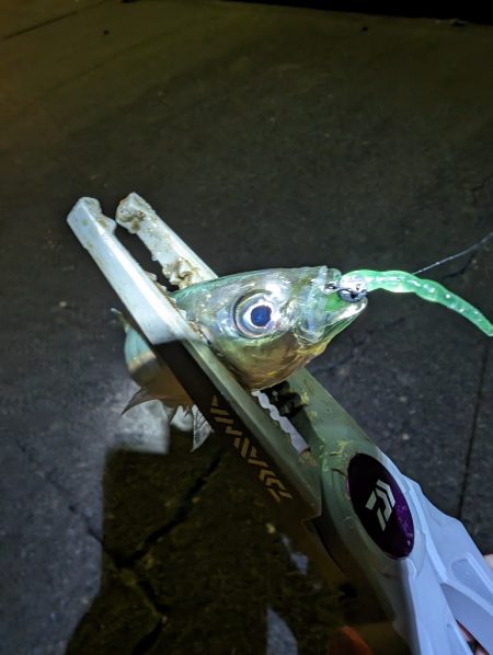 陸っぱり釣行記