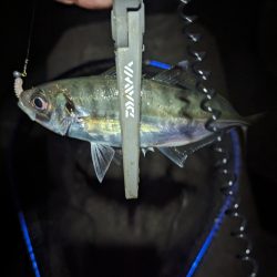 陸っぱり釣行記