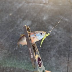 陸っぱり釣行記