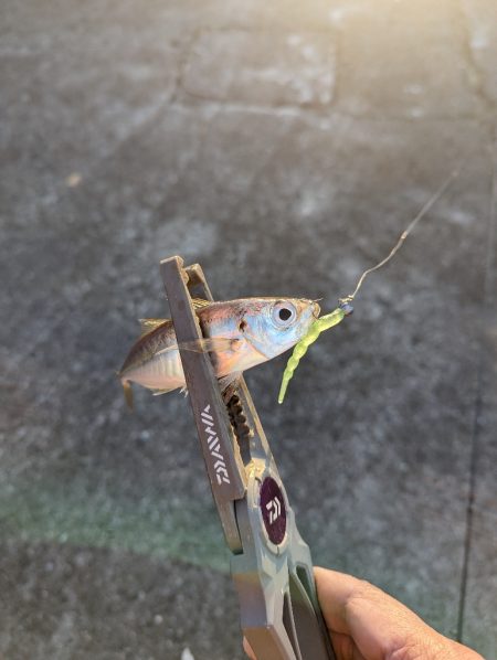 陸っぱり釣行記