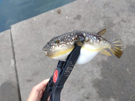 和歌山雑賀崎へ