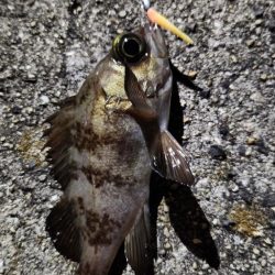 メバリングはムズいのか簡単なのか？