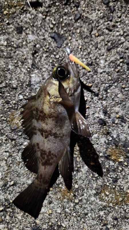 メバリングはムズいのか簡単なのか？