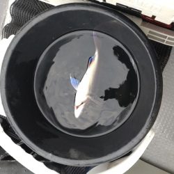 今年最初の船釣りウマズラリベンジ便！！