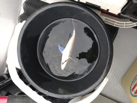 今年最初の船釣りウマズラリベンジ便！！