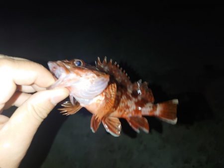 ライトゲーム🎣