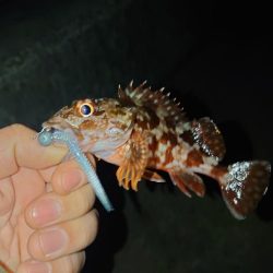 ジグ単アジング🎣