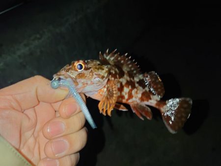 ジグ単アジング🎣