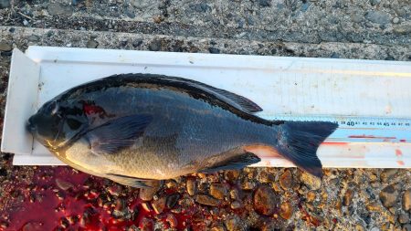 和歌山市江（吉丸渡船）でグレ釣り