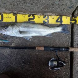 プチsalt water game