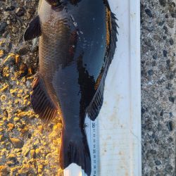 和歌山市江(吉丸渡船)でグレ釣り