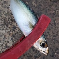 激渋　アジング