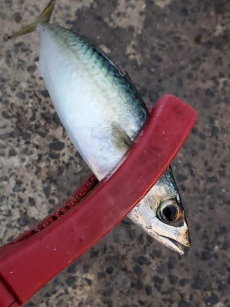 激渋　アジング