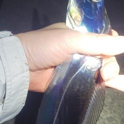 アタリはあるも散発的