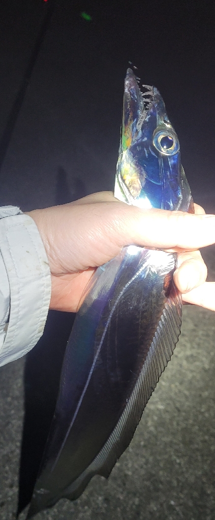 アタリはあるも散発的