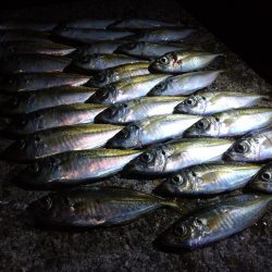 アジフライを仕入れに