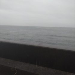 ヤリイカ3杯、アジ4匹