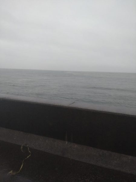 ヤリイカ3杯、アジ4匹