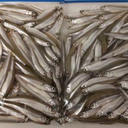 今年の初釣りワカサギ