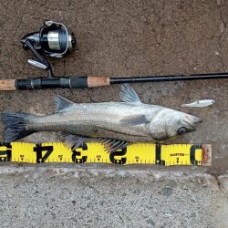 早朝のプチsalt water game😉