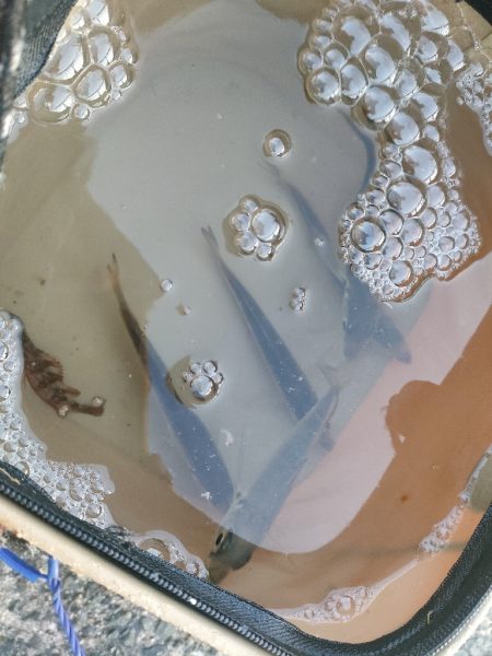 アジュール舞子でサビキとノマセ