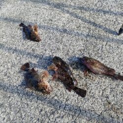 貝塚人口島 暗がり朝まづめサビキでガシラ