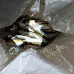 2024/01/01 南港ライトゲーム釣行 (アジ狙い)