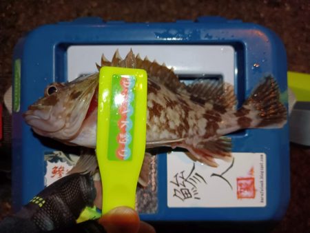 2024/01/02 南港ライトゲーム釣行 (メバル狙い)