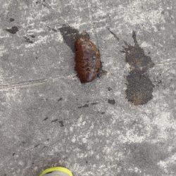 🐙新春初タコ🐙