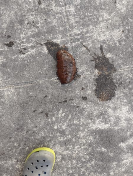 🐙新春初タコ🐙