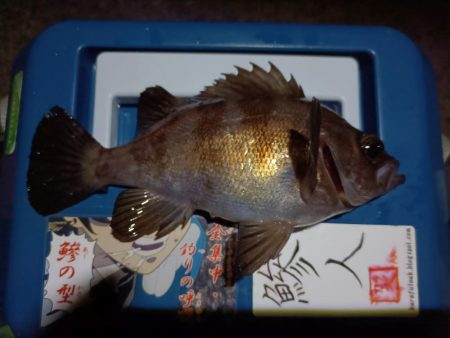 2024/01/04 南港ライトゲーム釣行…