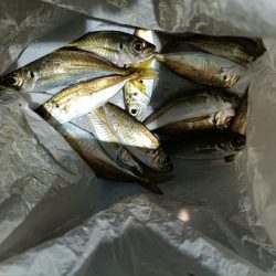 2024/01/05 南港ライトゲーム釣行 (アジ狙い)