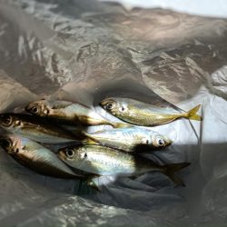 2024/01/08 南港ライトゲーム釣行 (アジ狙い)