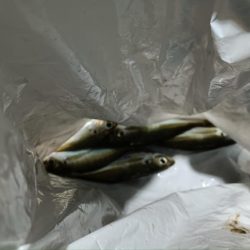 2024/01/15 南港ライトゲーム釣行 (アジ狙い)