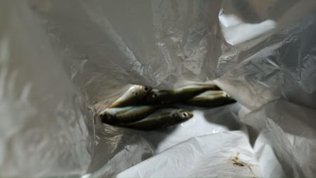 2024/01/15 南港ライトゲーム釣行 (アジ狙い)