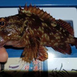 2024/01/16 南港ライトゲーム釣行 (ロックフィッシュ狙い)