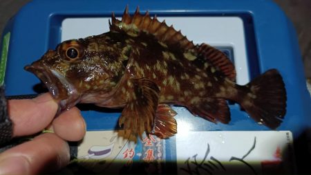 2024/01/16 南港ライトゲーム釣行 (ロックフィッシュ狙い)