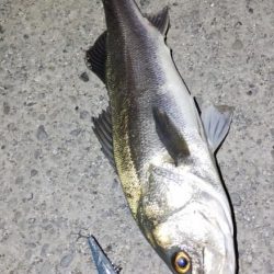 癒やしのアカハタからの一撃