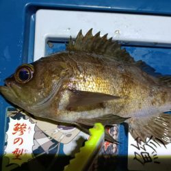 2024/01/27 南港ライトゲーム釣行 (メバル狙い)