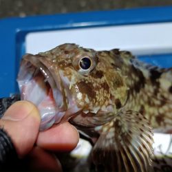 2024/01/28 南港ライトゲーム釣行 (ロックフィッシュ狙い)