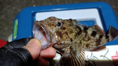 2024/01/28 南港ライトゲーム釣行 (ロックフィッシュ狙い)