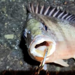 2024/01/29 南港ライトゲーム釣行 (一応メバル狙い？)