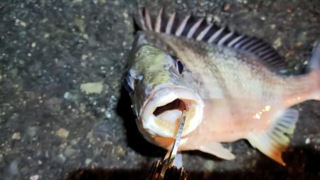 2024/01/29 南港ライトゲーム釣行 (一応メバル狙い？)